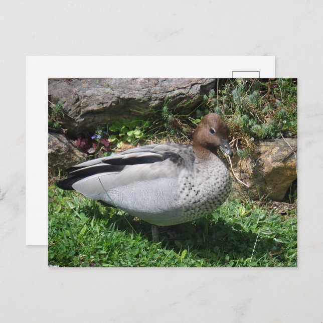 Postal Australian Wood Duck in Tranquil Garden (Anverso / Reverso)
