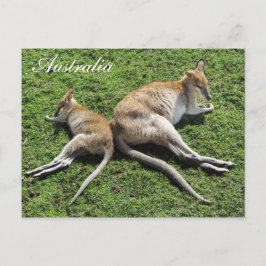Postal australiana cute Wallaby