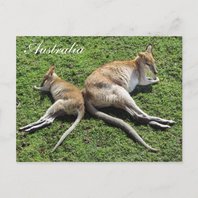 Postal australiana cute Wallaby (Anverso)