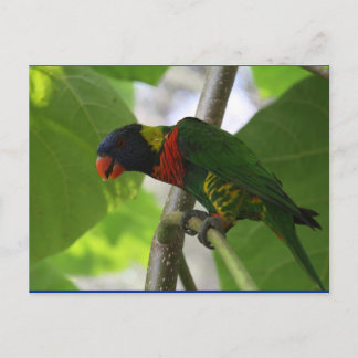 Postal australiana de lorikeet arcoiris
