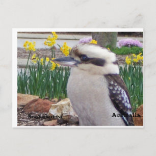 Postal Australiano Kookaburra