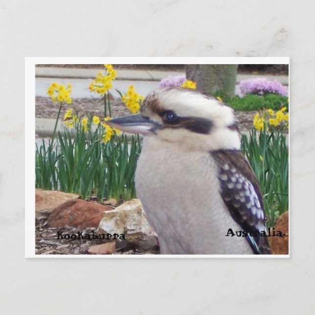 Postal Australiano Kookaburra (Anverso)