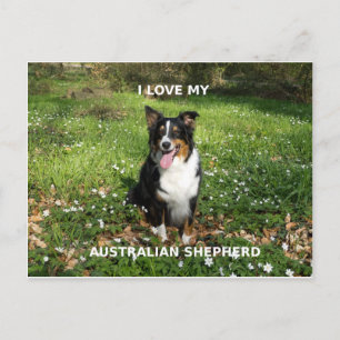 Postal australiano-shepherd-black tri love w pic