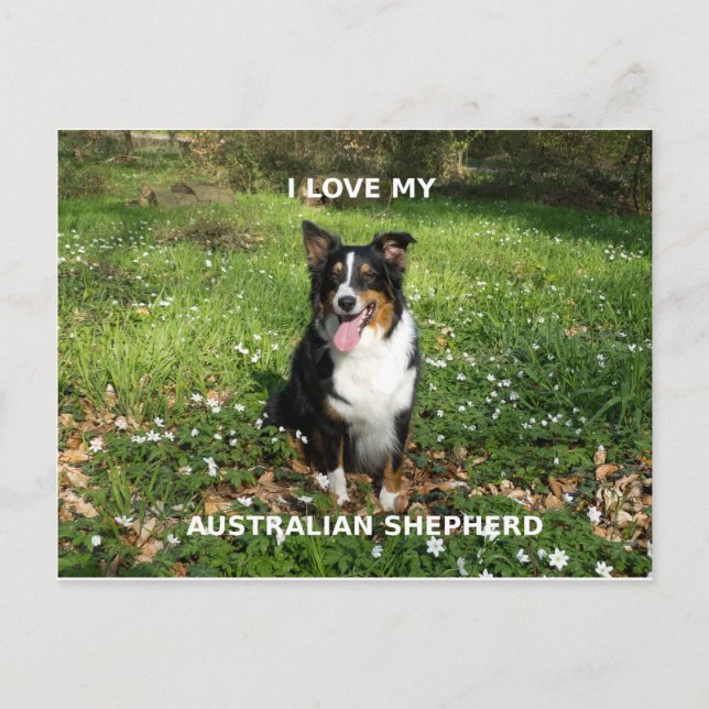 Postal australiano-shepherd-black tri love w pic (Anverso)
