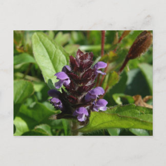 Postal Autocuración, Planta Medicinal, Isla Unalaska