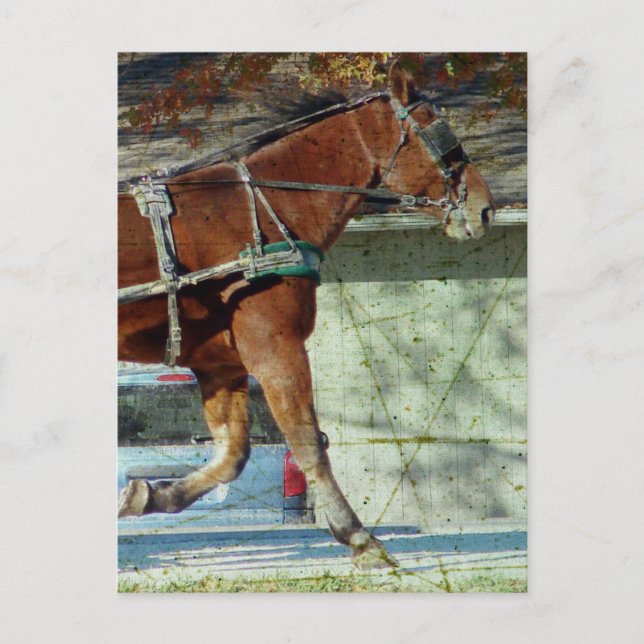 Postal Autumn Amish Buggy Horse (Anverso)