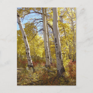 Postal Autumn Aspen Postcard