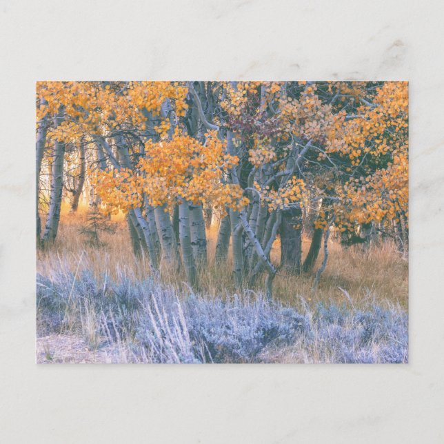 Postal Autumn Aspens Forest (Anverso)
