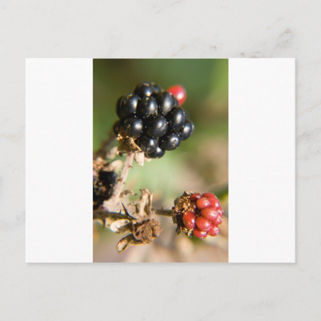 Postal Autumn Berries (Anverso)