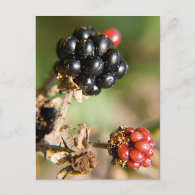 Postal Autumn Berries (Anverso)