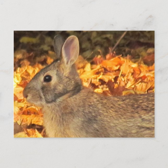 Postal Autumn Bunny (Anverso)