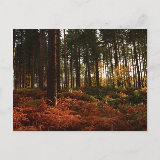 Postal Autumn Ferns (Anverso)