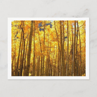 Postal Autumn Foilage