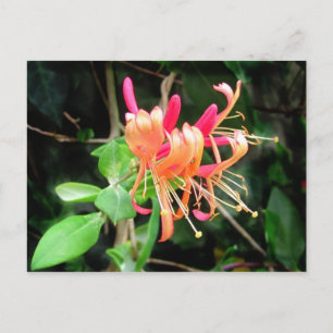Postal Autumn Honeysuckle ~ postcard