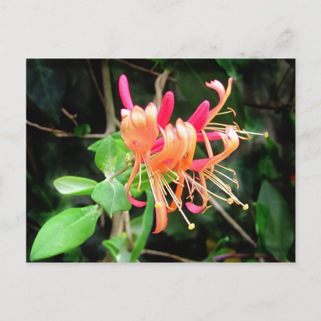 Postal Autumn Honeysuckle ~ postcard (Anverso)