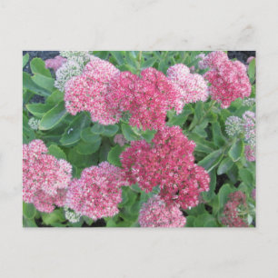 Postal Autumn Joy Sedum Flowering Garden Plant Pink Green