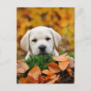 Postal Autumn Labrador