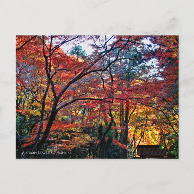 Postal Autumn Leaves: Kourannkei [Postcard] (Anverso)