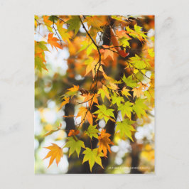 Postal Autumn Leaves [Postcard]