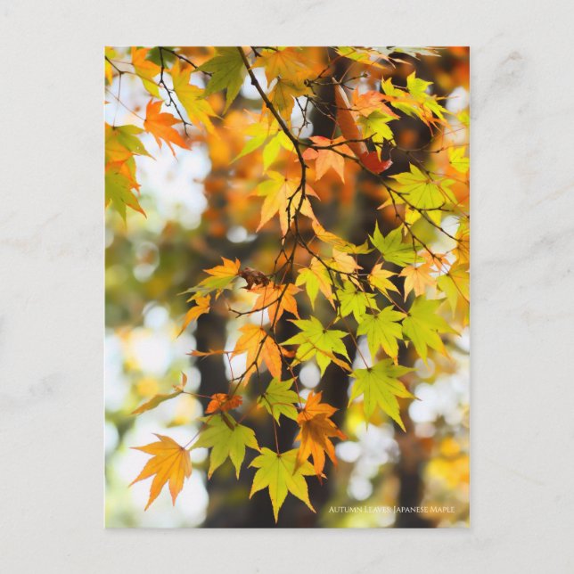 Postal Autumn Leaves [Postcard] (Anverso)