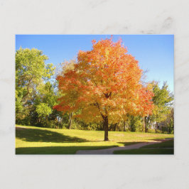 Postal Autumn Maple 2004 Foto de Mark Edward Westerfield