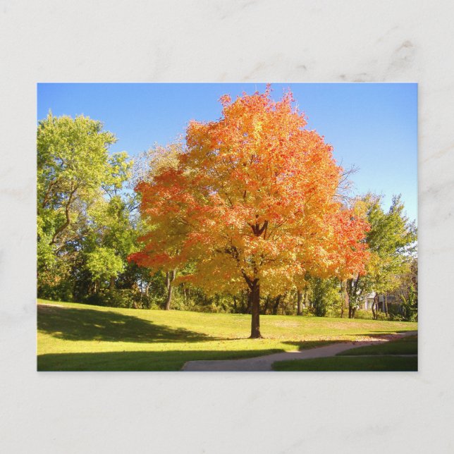 Postal Autumn Maple 2004 Foto de Mark Edward Westerfield (Anverso)