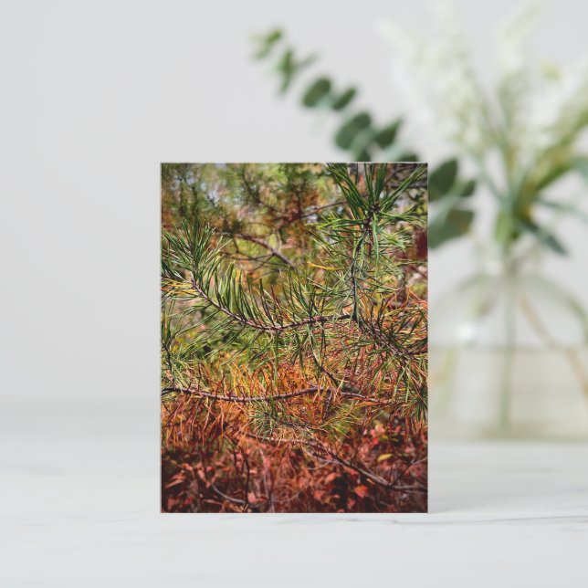Postal Autumn Pine Needles  (Anverso de pie)
