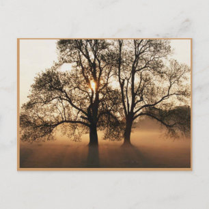 Postal Autumn Post Card