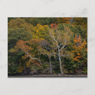 Postal Autumn Sycamores