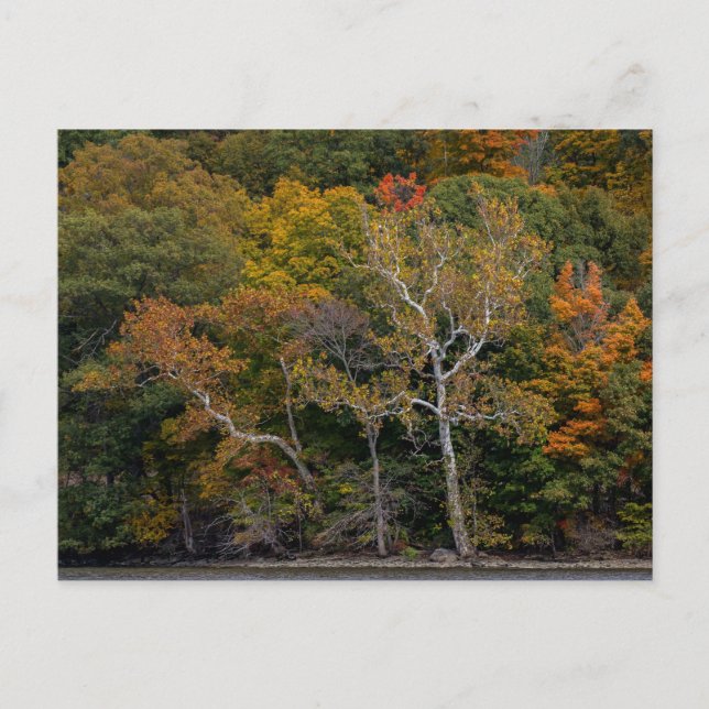 Postal Autumn Sycamores (Anverso)