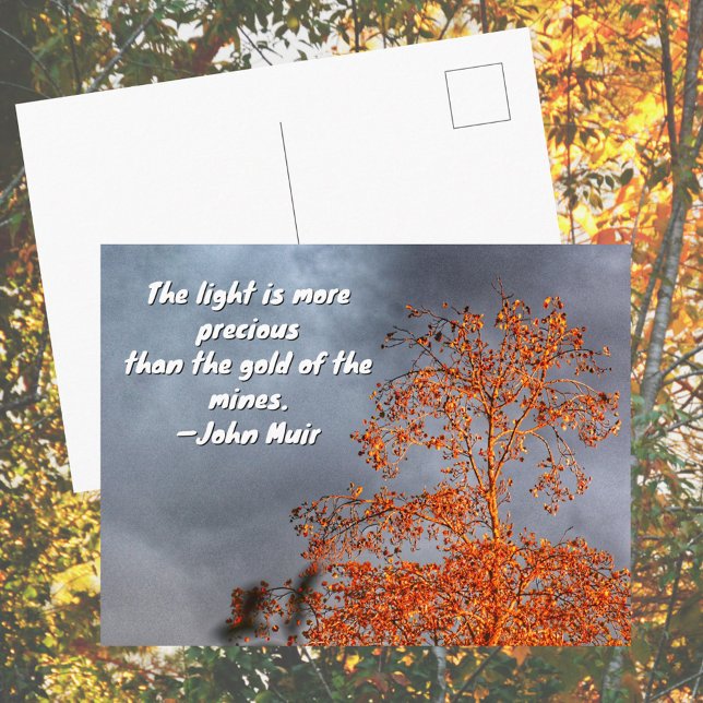 Postal Autumn Tree Golden Light John Muir Nature Quote (Subido por el creador)