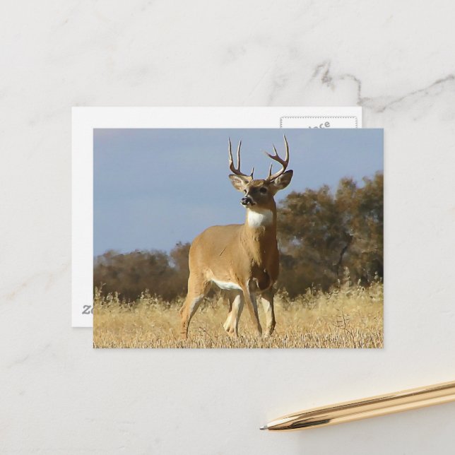 Postal Autumn Whitetail Buck (Anverso/Reverso In Situ)
