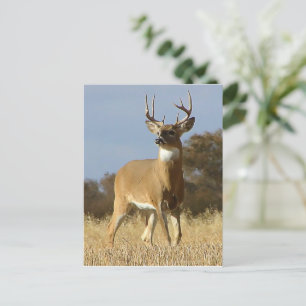 Postal Autumn Whitetail Buck