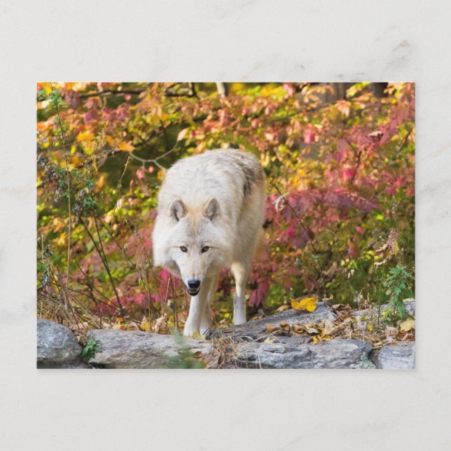 Postal Autumn Wolf (Anverso)