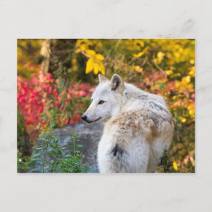 Postal Autumn Wolf