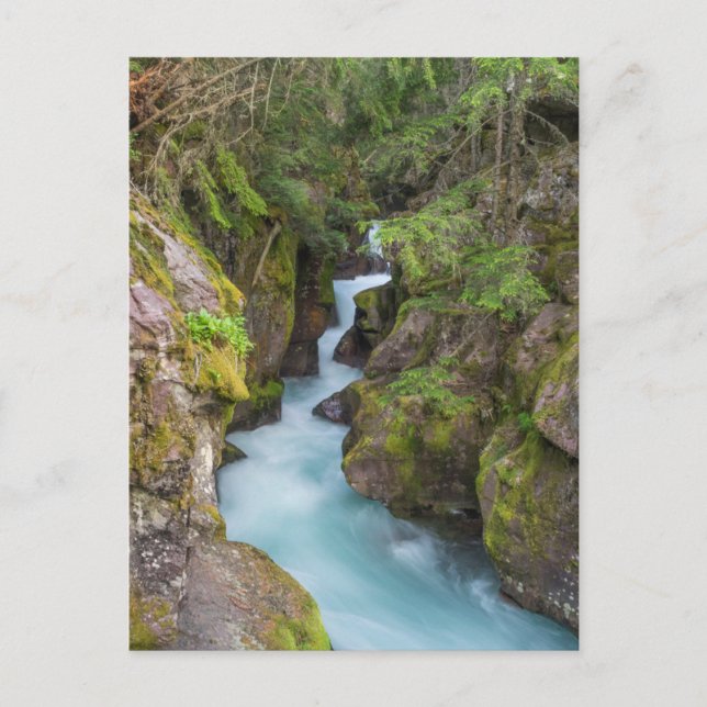 Postal Avalanche Creek, Parque Nacional Glacier, Montana (Anverso)