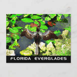 Postal Ave Anhinga, Parque Nacional Everglades, FL