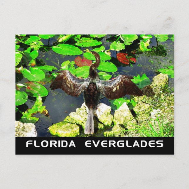 Postal Ave Anhinga, Parque Nacional Everglades, FL (Anverso)