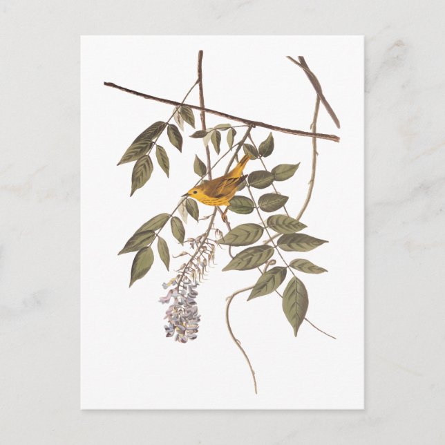 Postal Ave Audubon de la Warbler amarilla con ojos azules (Anverso)
