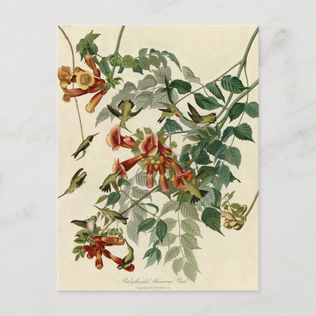 Postal Ave Audubon Ruby (Anverso)