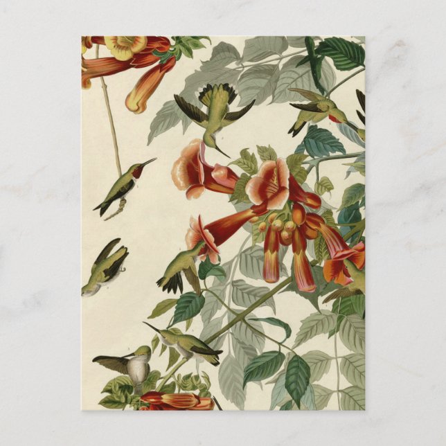Postal Ave Audubon Ruby (Anverso)