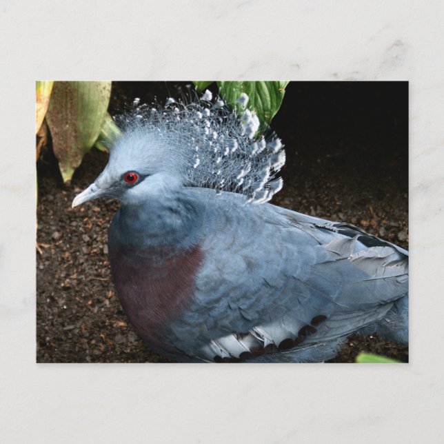 Postal Ave azul (Anverso)