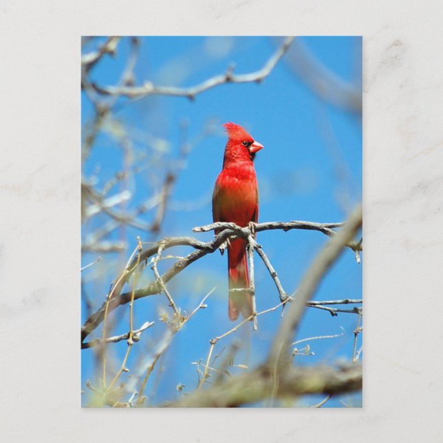 Postal Ave cardinal masculina (Anverso)