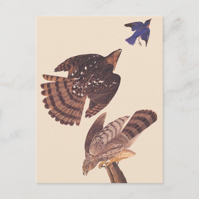 Postal Ave coopers Hawk de Prey de Audubon (Anverso)