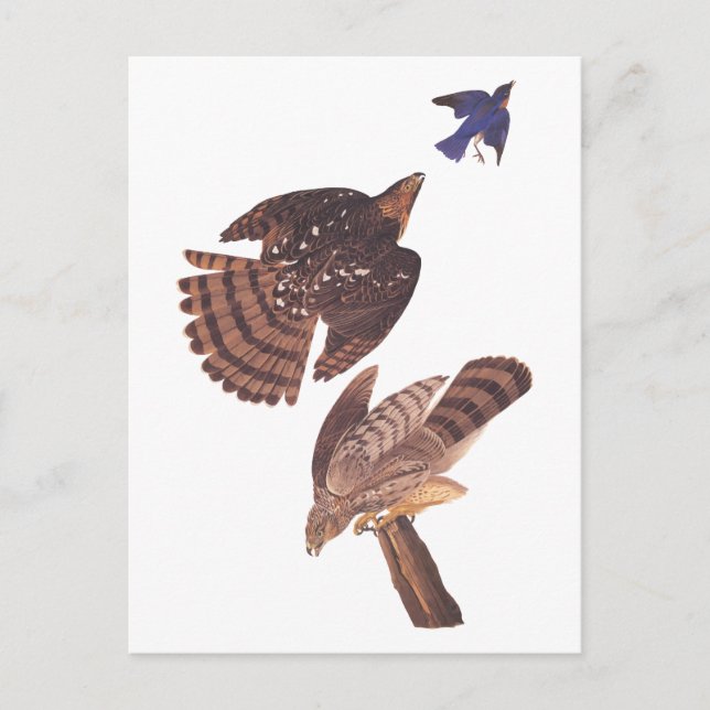Postal Ave coopers Hawk de Prey de Audubon