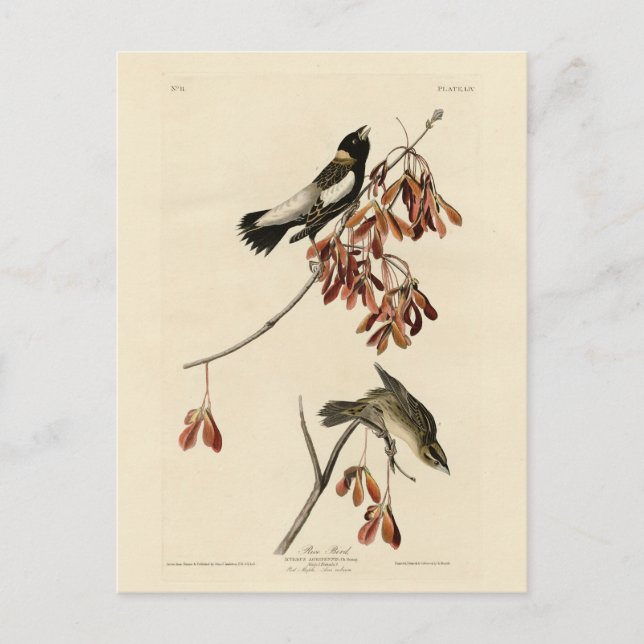 Postal Ave de arroz (Bobolink) - Aves de América de Audub (Anverso)