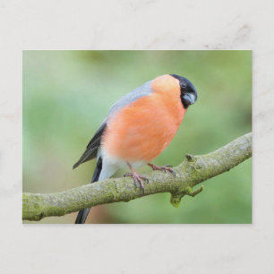 Postal Ave de Bullfinch