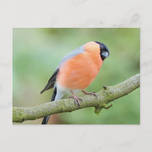Postal Ave de Bullfinch (Anverso)