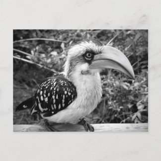 Postal Ave de Hornbill cerca mirando la cámara bw