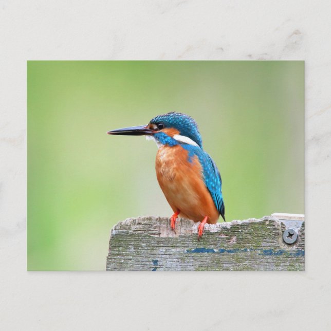 Postal Ave de Kingfisher (Anverso)